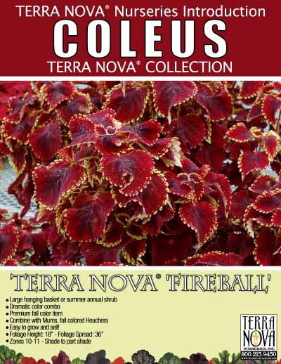 Coleus TERRA NOVA® 'Fireball' - Product Profile