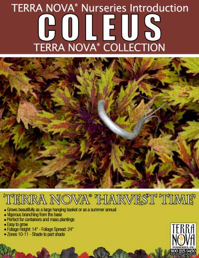 Coleus TERRA NOVA® 'Harvest Time' - Product Profile