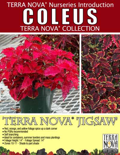 Coleus TERRA NOVA® 'Jigsaw' - Product Profile