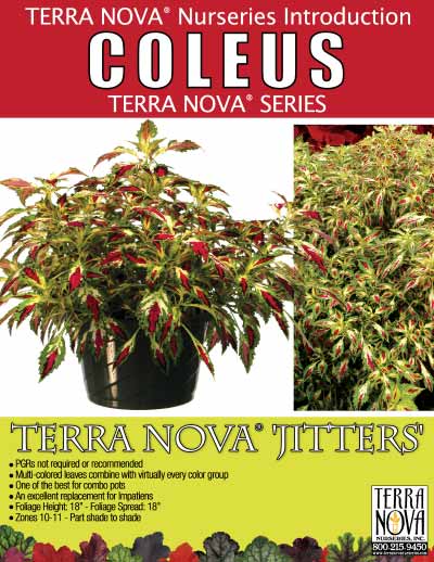 Coleus TERRA NOVA® 'Jitters' - Product Profile