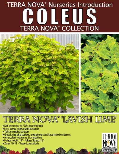 Coleus TERRA NOVA® 'Lavish Lime' - Product Profile