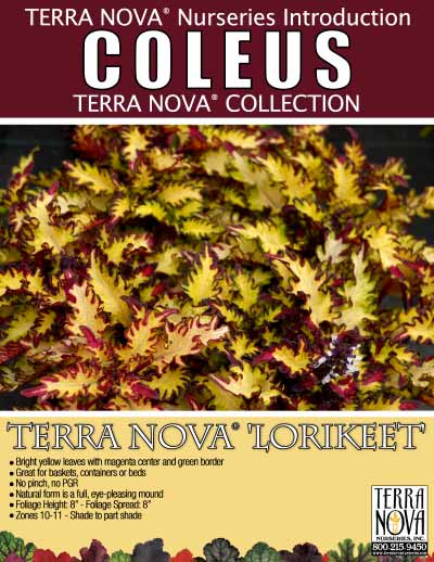 Coleus TERRA NOVA® 'Lorikeet' - Product Profile