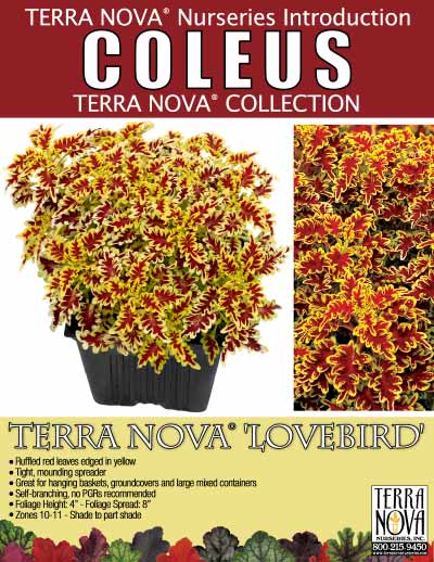 Coleus TERRA NOVA® 'Lovebird' - Product Profile