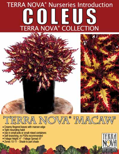 Coleus TERRA NOVA® 'Macaw' - Product Profile