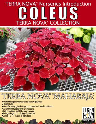 Coleus TERRA NOVA® 'Maharaja' - Product Profile