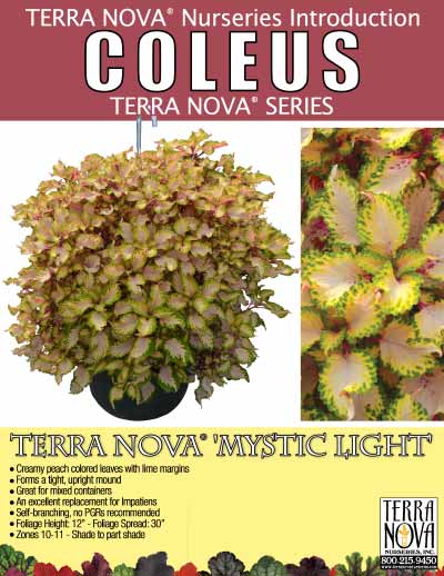 Coleus TERRA NOVA® 'Mystic Light' - Product Profile