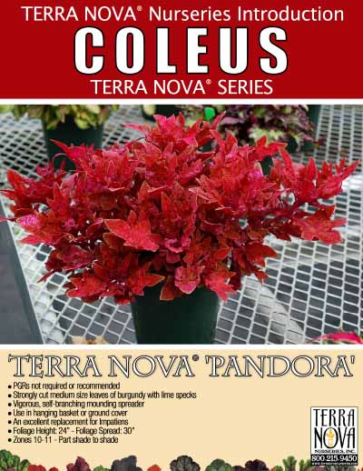 Coleus TERRA NOVA® 'Pandora' - Product Profile