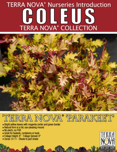 Coleus TERRA NOVA® 'Parakeet' - Product Profile