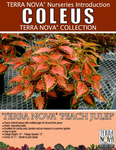 Coleus TERRA NOVA® 'Peach Julep' - Product Profile