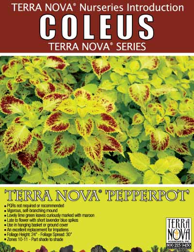 Coleus TERRA NOVA® 'Pepperpot' - Product Profile