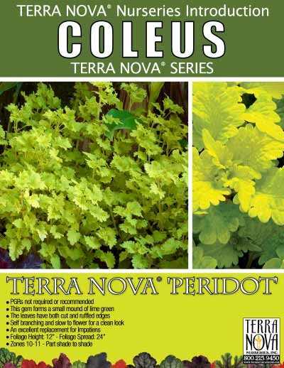 Coleus TERRA NOVA® 'Peridot' - Product Profile