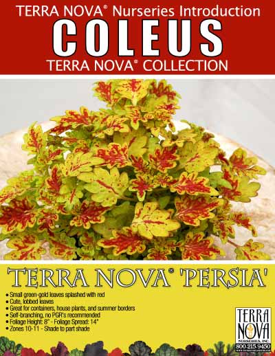 Coleus TERRA NOVA® 'Persia' - Product Profile