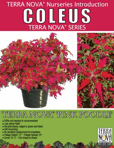 Coleus TERRA NOVA® 'Pink Poodle' - Product Profile