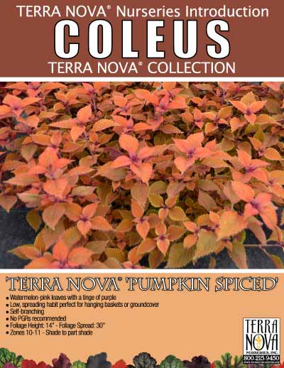 Coleus TERRA NOVA® 'Pumpkin Spiced' - Product Profile