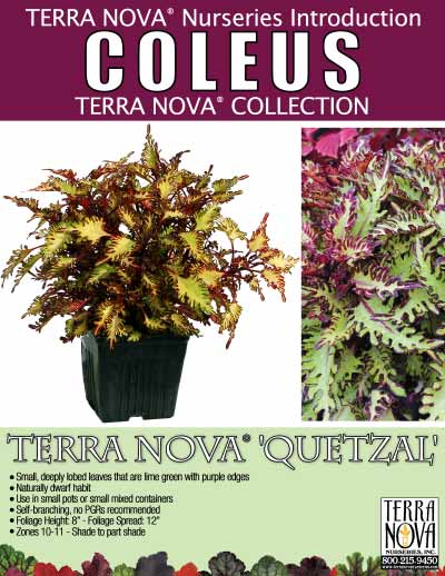 Coleus TERRA NOVA® 'Quetzal' - Product Profile