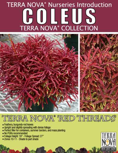 Coleus TERRA NOVA® 'Red Threads' - Product Profile
