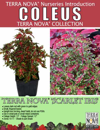 Coleus TERRA NOVA® 'Scarlet Ibis' - Product Profile