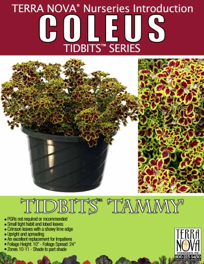 Coleus TIDBITS™ 'Tammy' - Product Profile