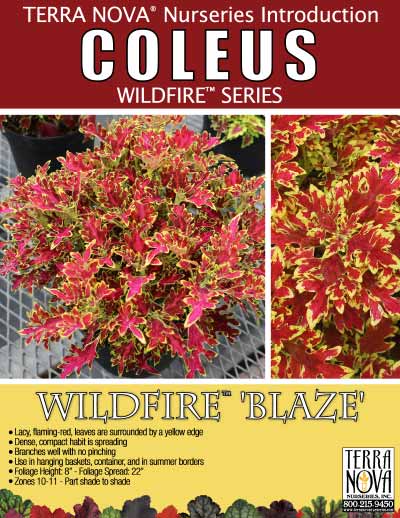 Coleus WILDFIRE™ 'Blaze' - Product Profile