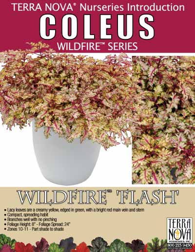 Coleus WILDFIRE™ 'Flash' - Product Profile