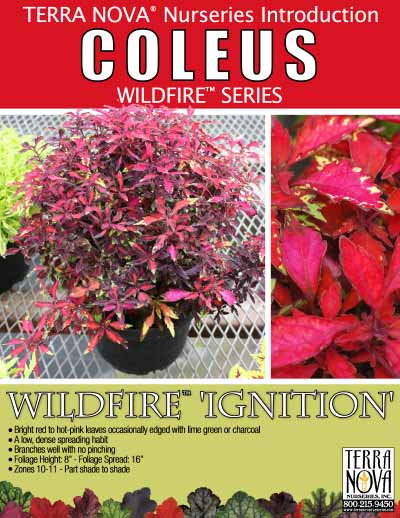 Coleus WILDFIRE™ 'Ignition' - Product Profile