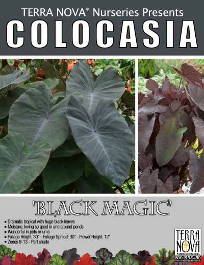 Colocasia 'Black Magic' - Product Profile