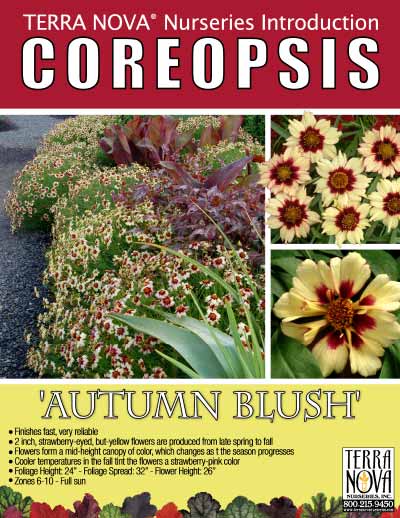 Coreopsis 'Autumn Blush' - Product Profile