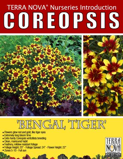 Coreopsis 'Bengal Tiger' - Product Profile