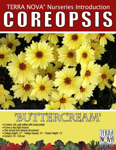 Coreopsis 'Buttercream' - Product Profile
