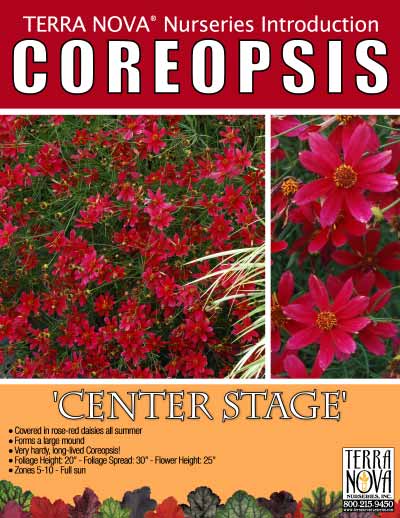 Coreopsis 'Center Stage' - Product Profile