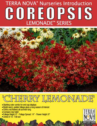 Coreopsis 'Cherry Lemonade' - Product Profile