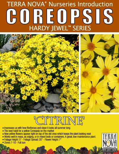 Coreopsis 'Citrine' - Product Profile