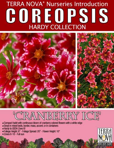Coreopsis 'Cranberry Ice' - Product Profile