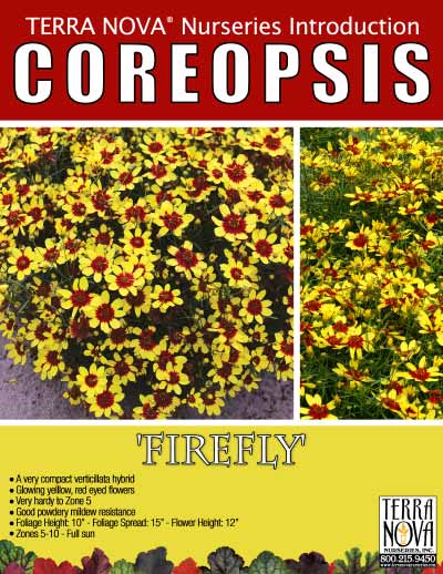 Coreopsis 'Firefly' - Product Profile