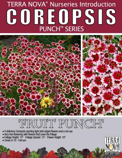 Coreopsis 'Fruit Punch' - Product Profile