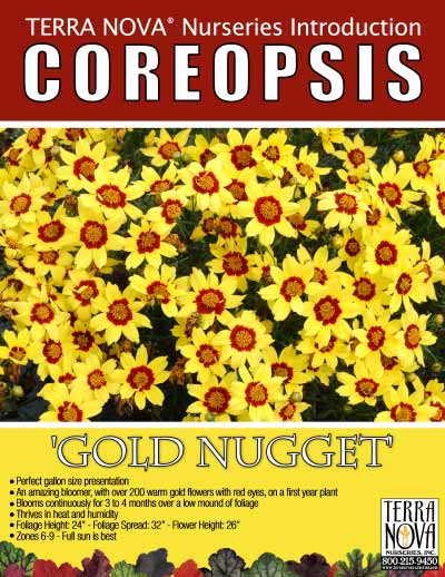 Coreopsis 'Gold Nugget' - Product Profile