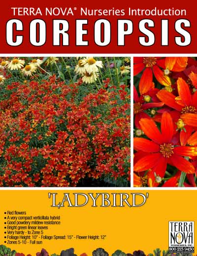 Coreopsis 'Ladybird' - Product Profile