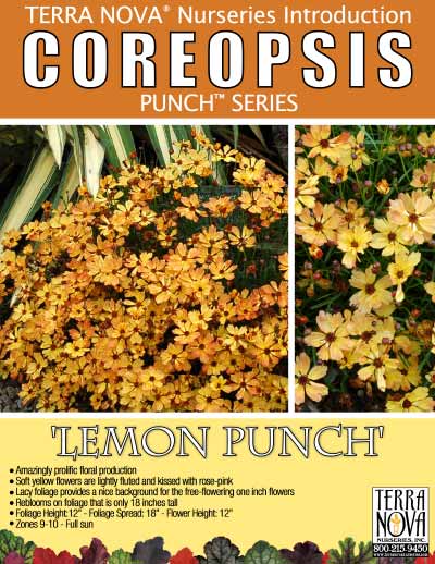 Coreopsis 'Lemon Punch' - Product Profile