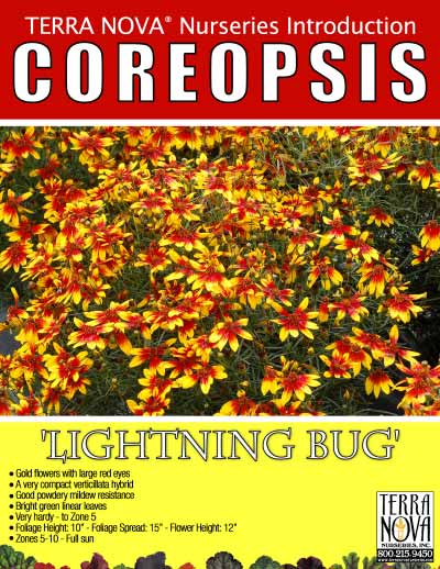 Coreopsis 'Lightning Bug' - Product Profile