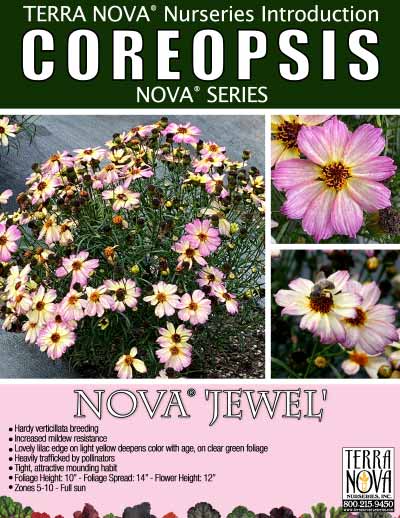 Coreopsis NOVA® 'Jewel' - Product Profile