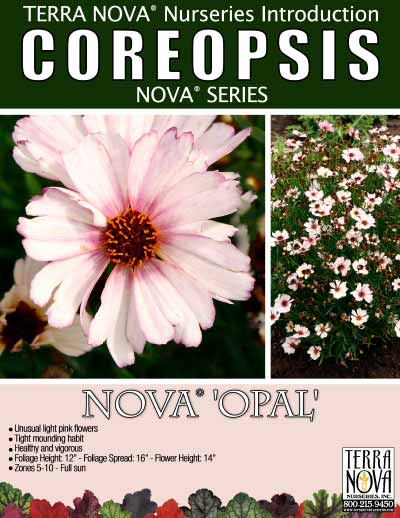 Coreopsis NOVA® 'Opal' - Product Profile