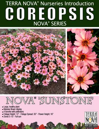Coreopsis NOVA® 'Sunstone' - Product Profile