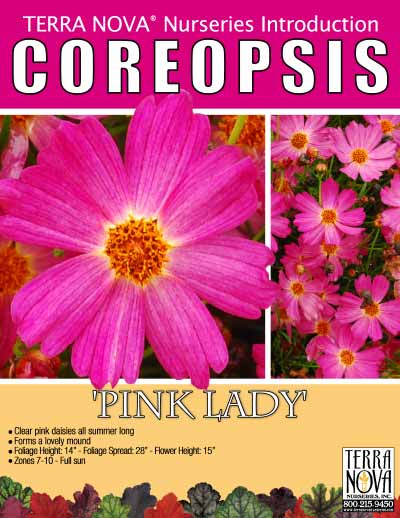 Coreopsis 'Pink Lady' - Product Profile