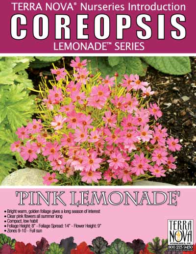 Coreopsis 'Pink Lemonade' - Product Profile