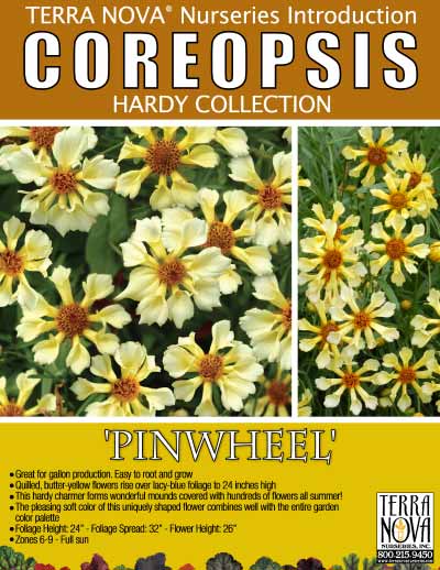 Coreopsis 'Pinwheel' - Product Profile