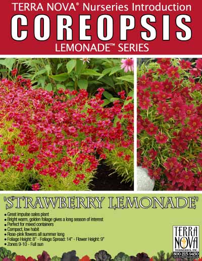 Coreopsis 'Strawberry Lemonade' - Product Profile