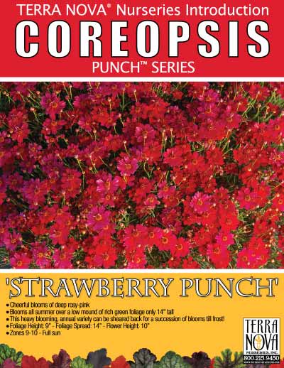 Coreopsis 'Strawberry Punch' - Product Profile