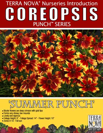 Coreopsis 'Summer Punch' - Product Profile