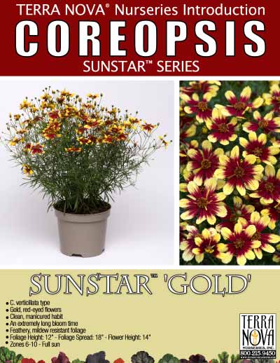 Coreopsis SUNSTAR™ 'Gold' - Product Profile