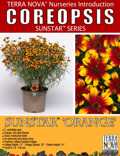 Coreopsis SUNSTAR™ 'Orange' - Product Profile